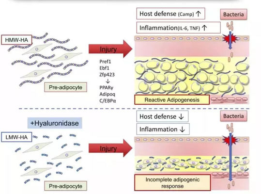Лимонная бутылка липолитический раствор инъекции для сжигания жира